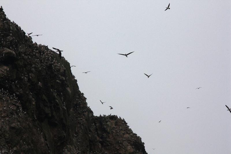 1221-Isole Ballestas,19 luglio 2013.JPG